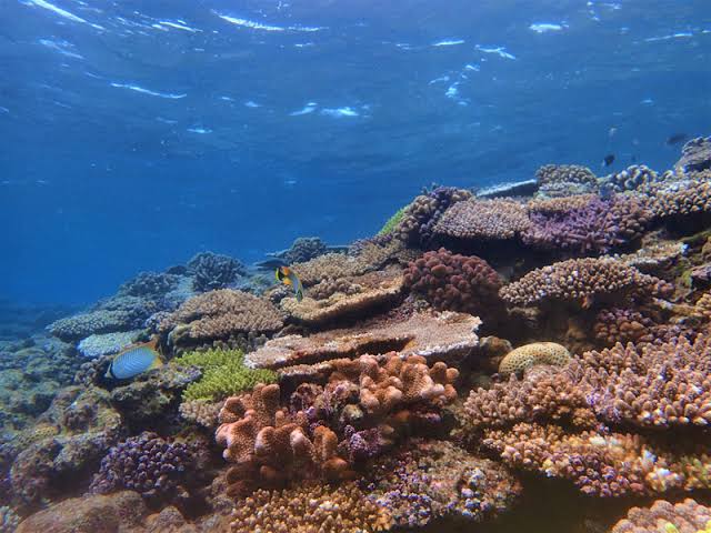 水納島の浅場には綺麗なサンゴの群生