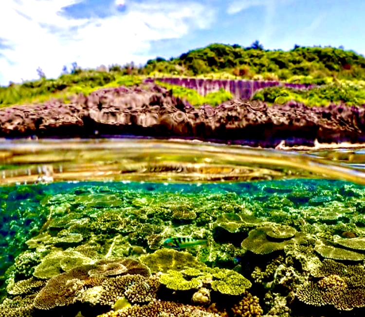 瀬底島にもサンゴの群生が広がっています