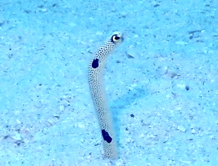 水納島のチンアナゴ。たくさん生息