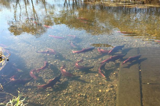 ベニザケの遡上がカヌーの上から見られる！