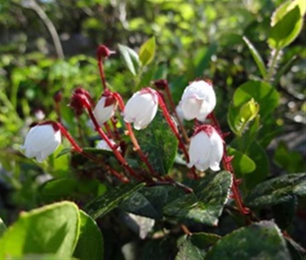 かわいい高山植物を見ることができます