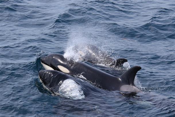 海の王者シャチが群れで泳ぐ姿を見る事も