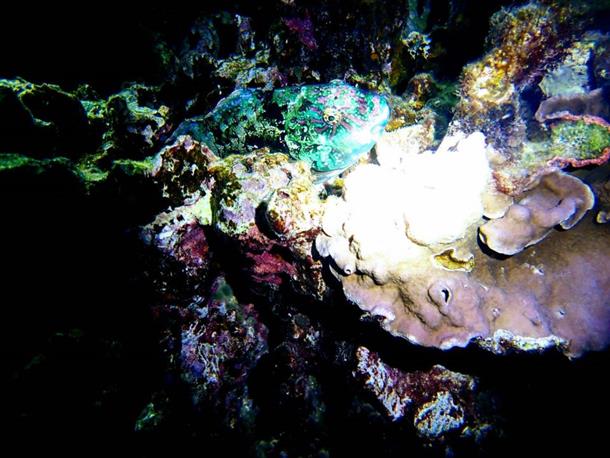 日中には見られない夜の海の生き物が！