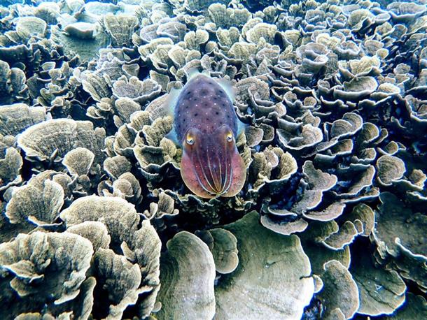 海の生き物の不思議を間近で見られる体験★