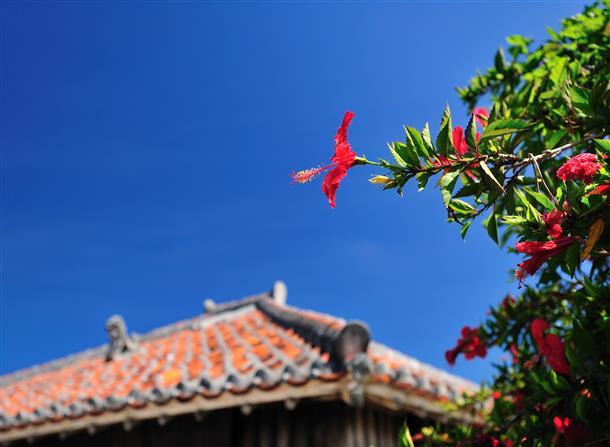 ハイビスカスと赤瓦屋根