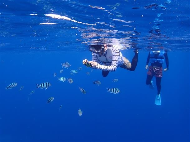 キラキラの熱帯魚