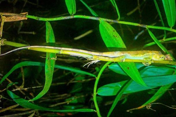 なにトカゲかわかるかな？