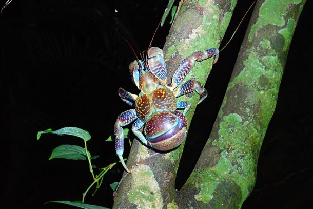 ヤシガニにも会えるかも♪