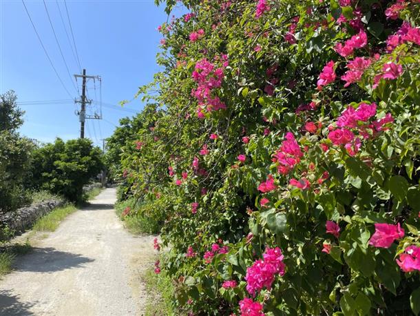 亜熱帯の綺麗なお花