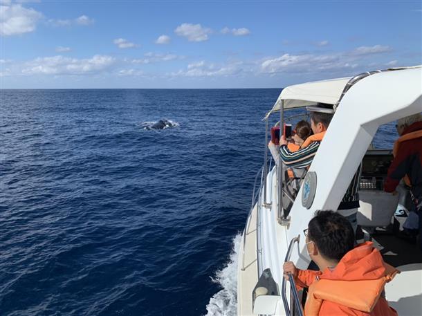 ホエールウオッチング