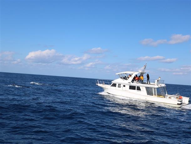 ホエールウォッチング