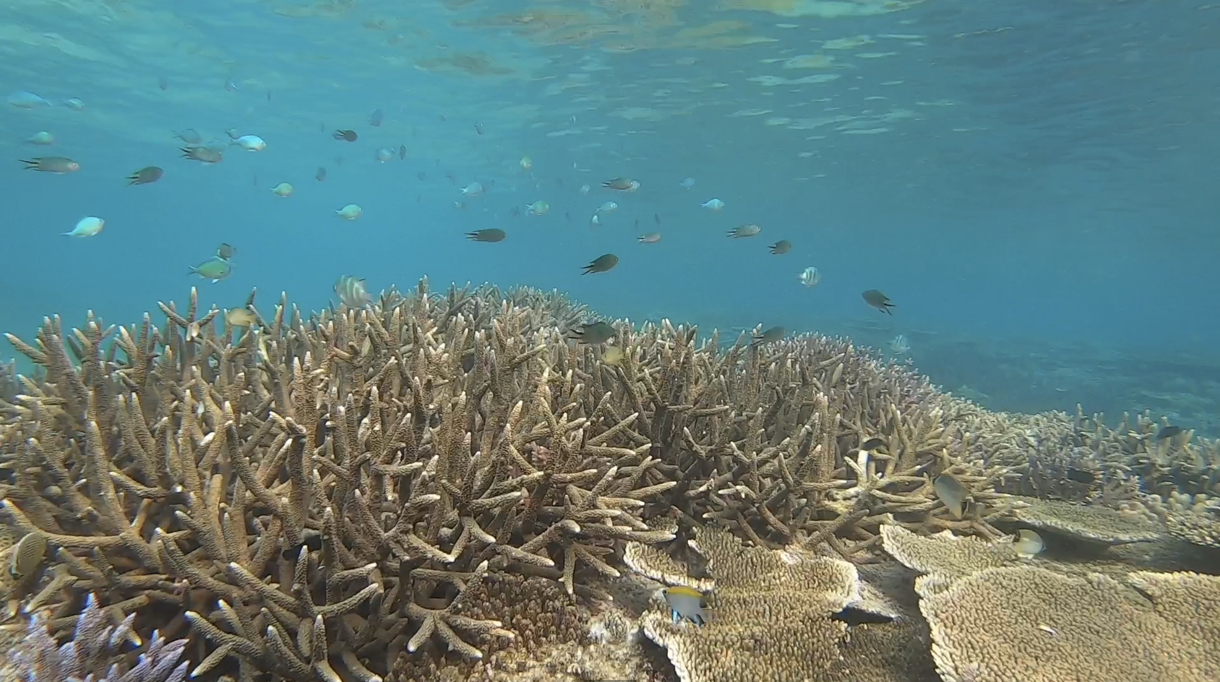 シュノーケリング付きSUPツアー