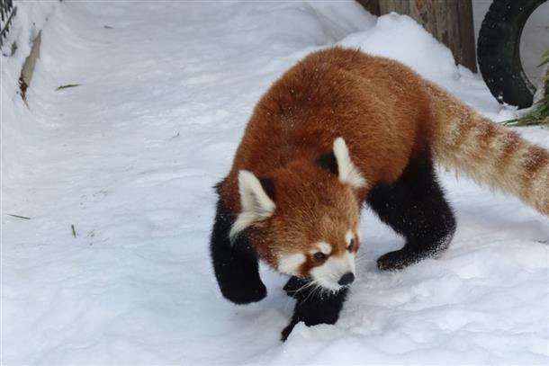旭山動物園（レッサーパンダ）
