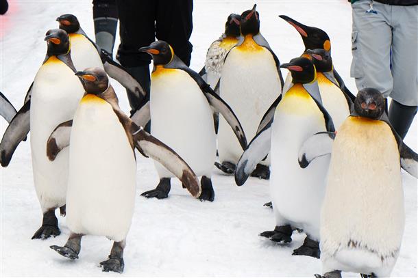 旭山動物園（ペンギン）