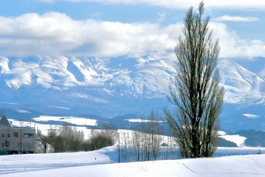 ケンとメリーの木