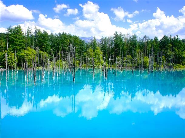 【青い池の美しさ】