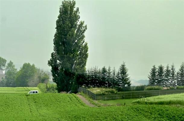 【ケンとメリーの木】