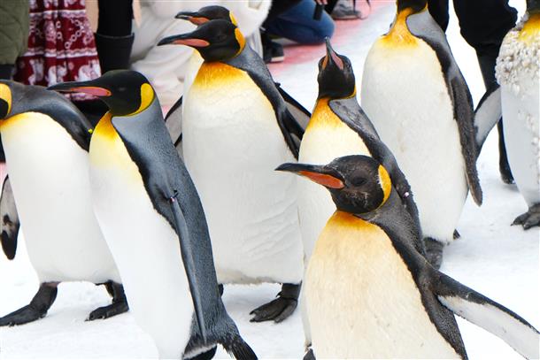 動物園（ペンギン）