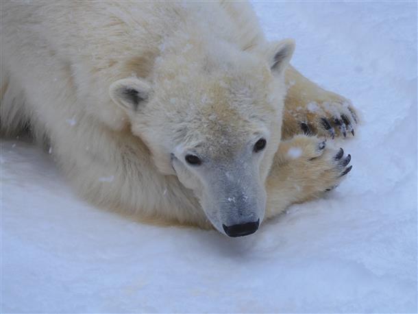 動物園（シロクマ）
