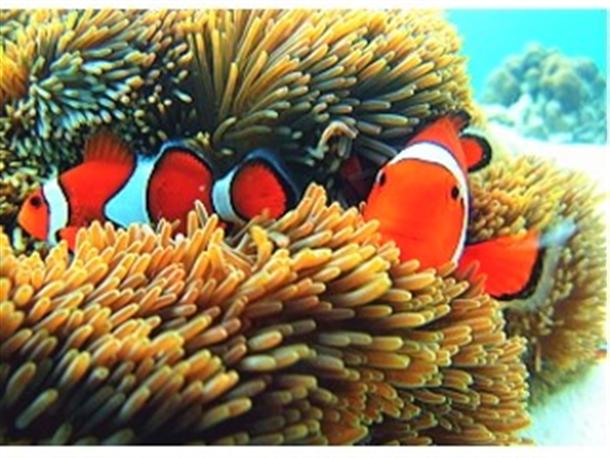 可愛いお魚もいるよ☆彡