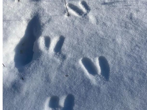 動物の足跡を発見！？