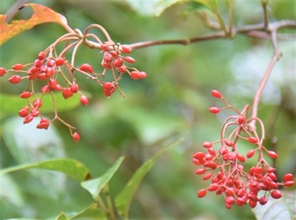 ラムサール条約登録湿地「ニブチの森」
