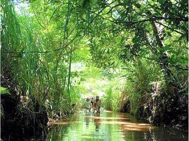 ラムサール条約登録湿地「ニブチの森」
