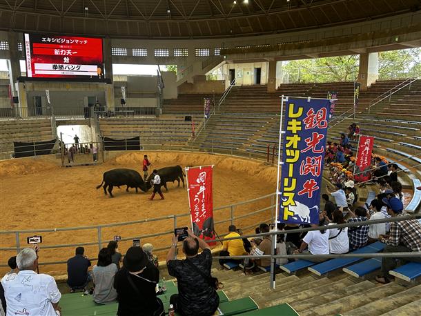 闘牛と一緒に記念撮影付き