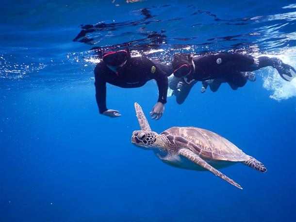 ウミガメの遭遇率も高確率！