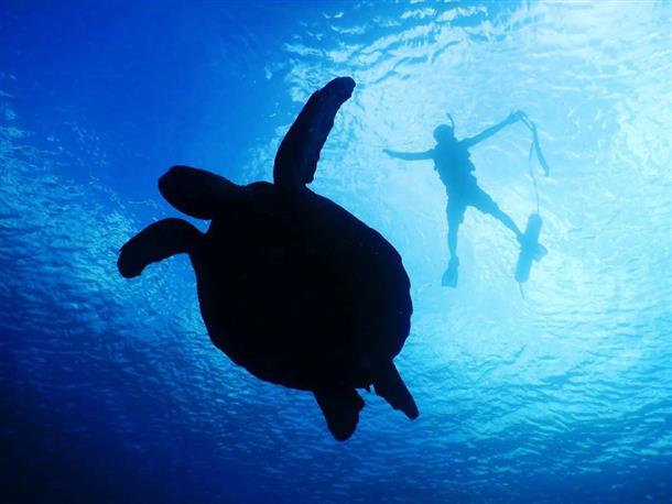 優雅に泳ぐウミガメ♪