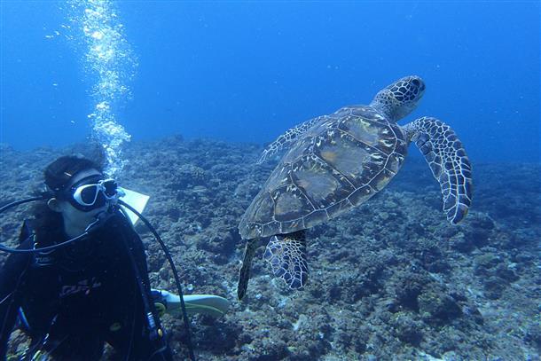 深さのある海ではウミガメとも会える♪