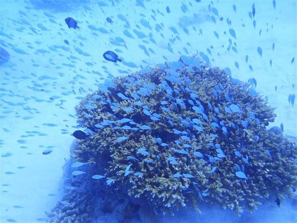 カラフルな魚がお出迎え！
