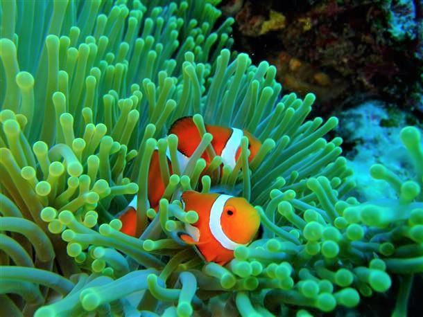 みんなに人気のニモ♪