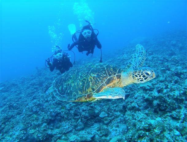 ウミガメに会えることもあるかも・・・。