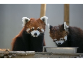 愛くるしいレッサーパンダ