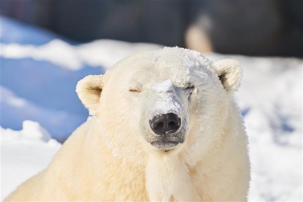 気持ちいい~♪と冬の感触を楽しむ動物達