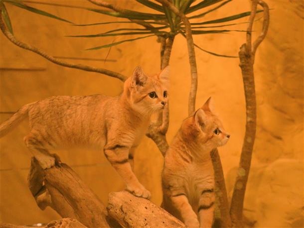 砂漠の天使・スナネコ