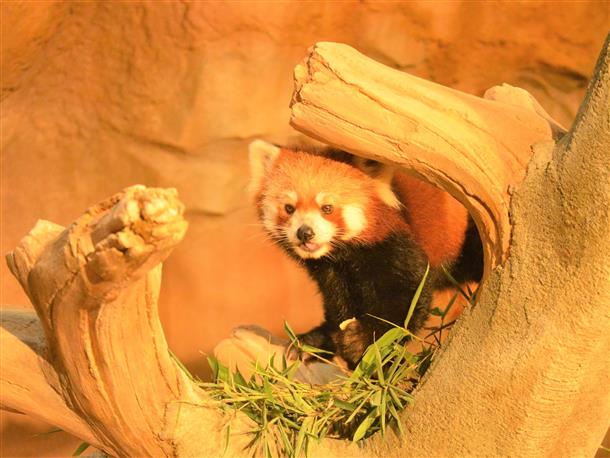 レッサーパンダ「チャル」