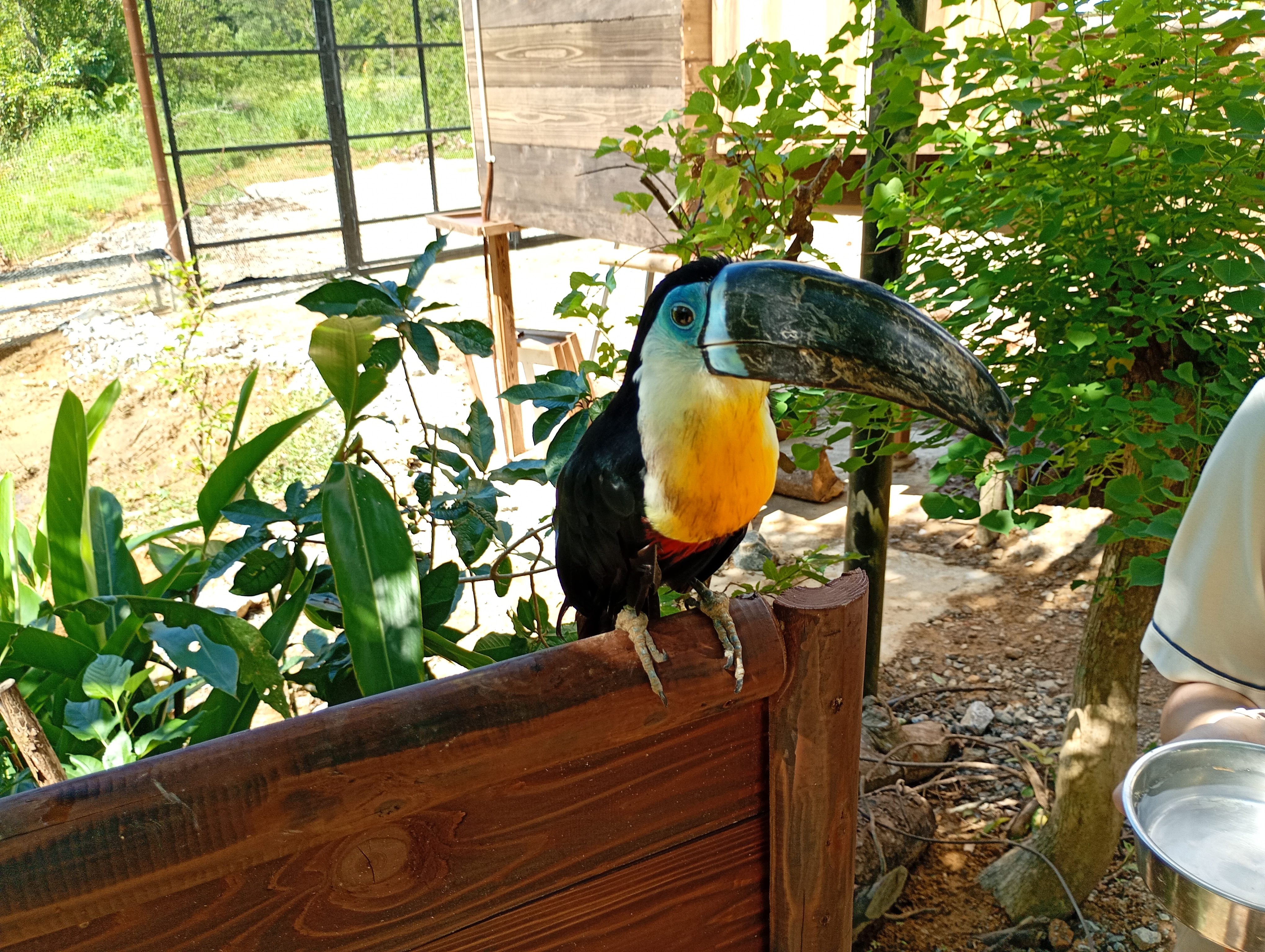 ジャングルエリア