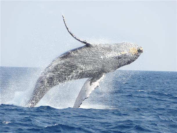 クジラのジャンプをこの目に