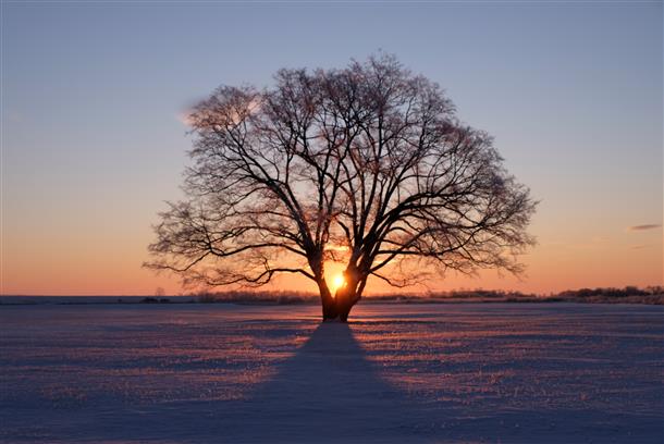 ハルニレの木（豊頃町）