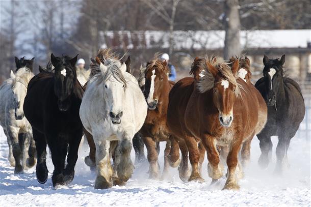 6時間コースでは馬追見学も♪