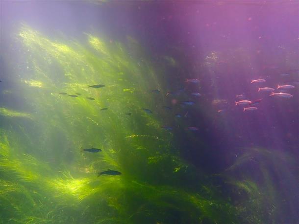 魚が泳ぐ姿が見られることも♪