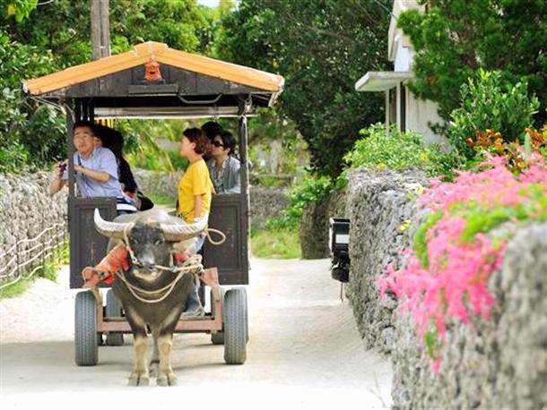 人気の水牛車観光付き！