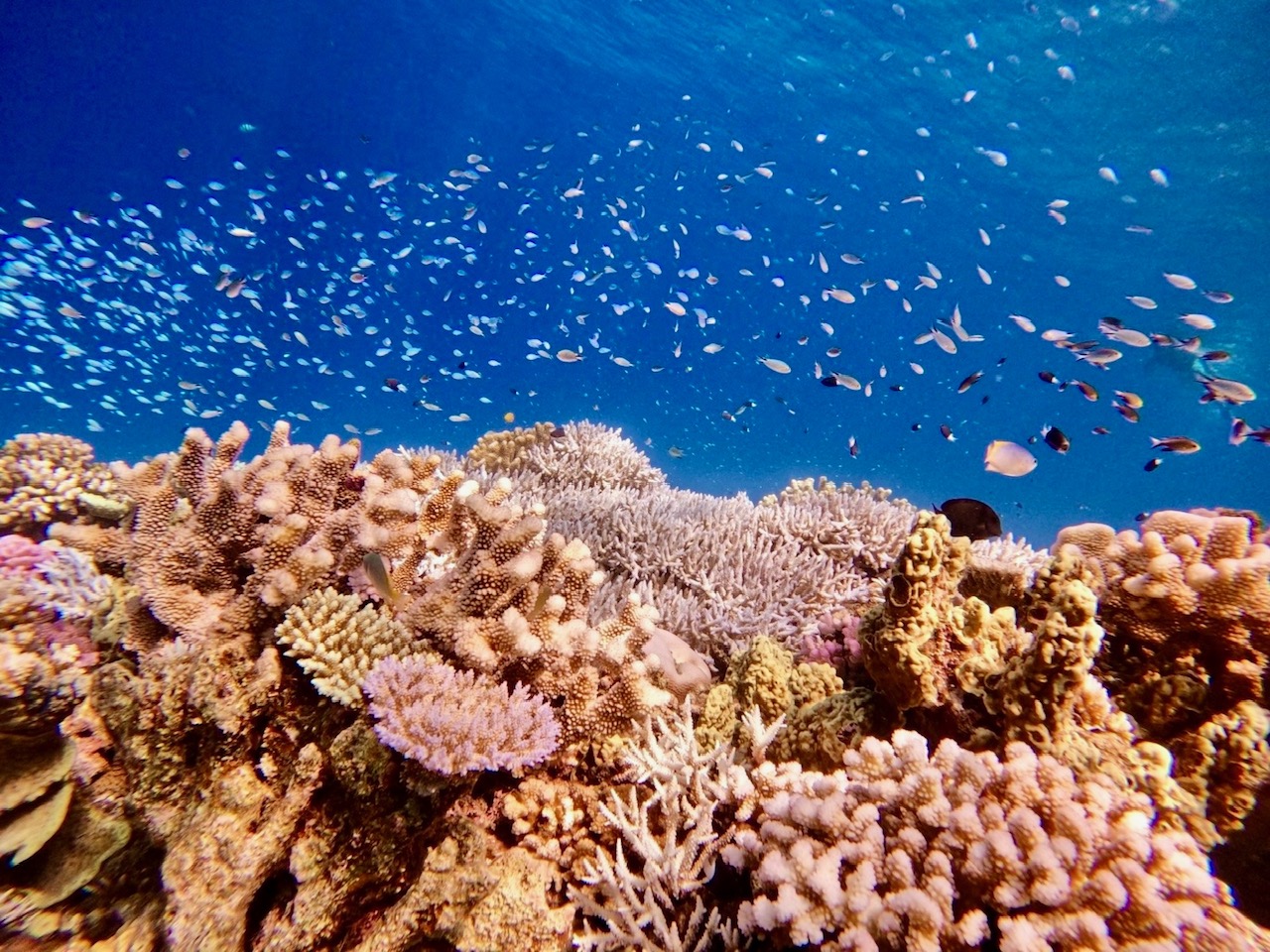 サンゴ畑はお魚の楽園♪