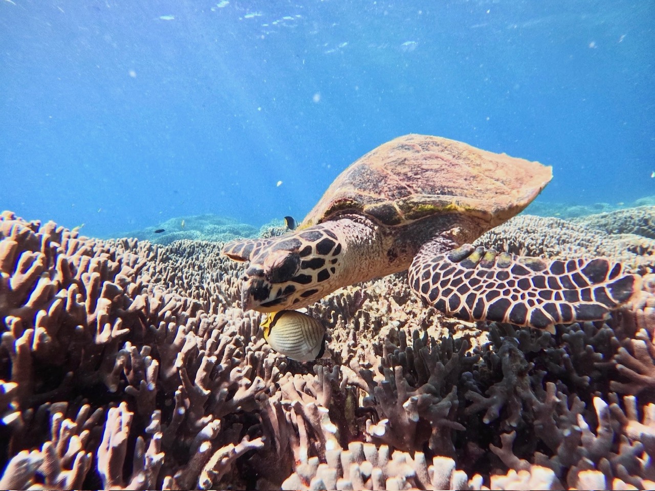 ウミガメさんのモグモグタイム♪
