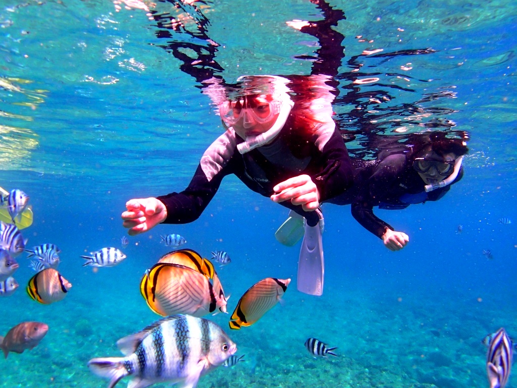 熱帯魚がたくさん！