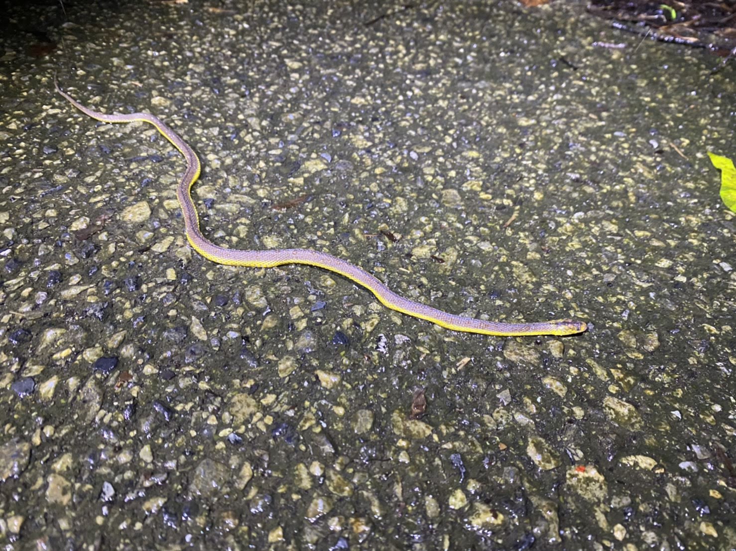 夜しか見られない生き物の姿！