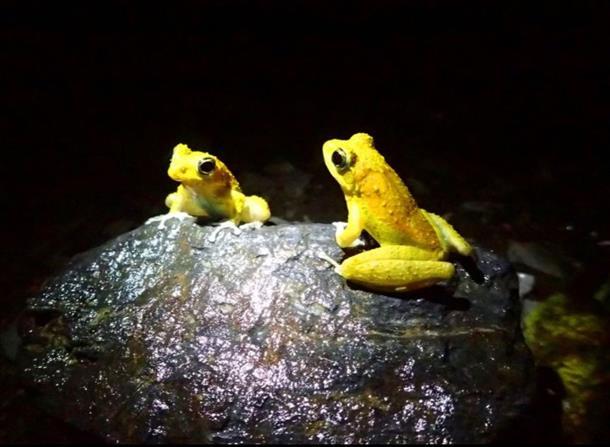 ナイトハイクで生き物との出会い