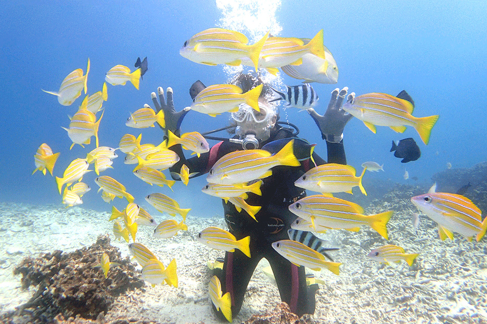 お魚いっぱい！感動だらけのダイビングを♪